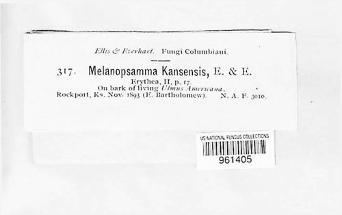 Melanopsamma kansensis image